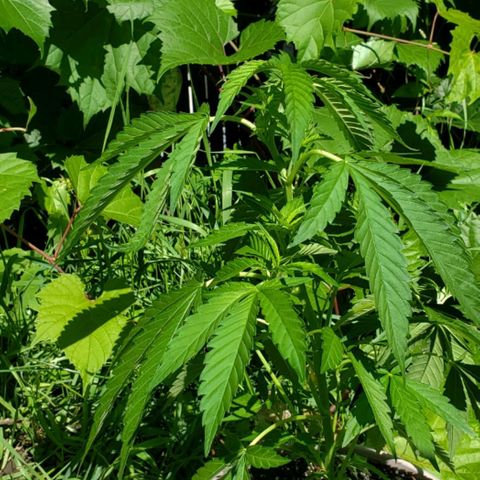 Papaya growlog timeline photo