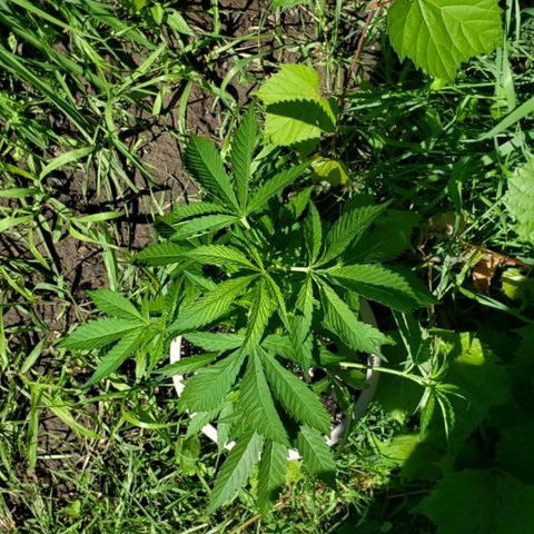 Papaya growlog timeline photo