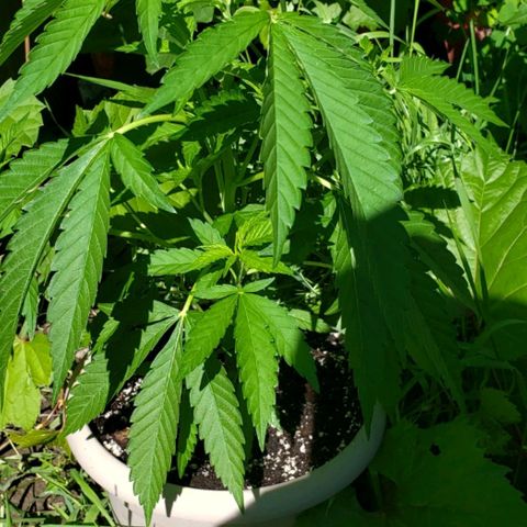 Papaya growlog timeline photo