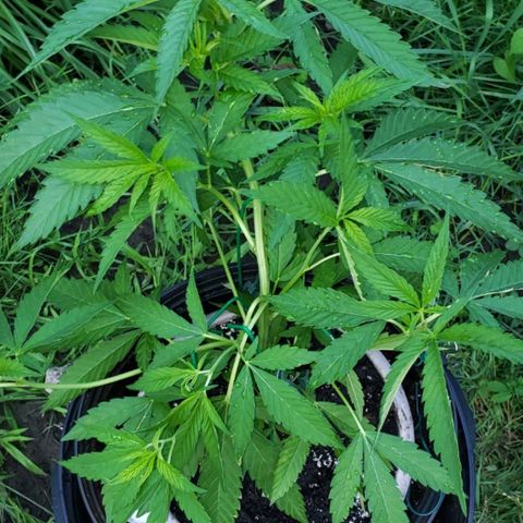 Papaya growlog timeline photo