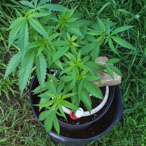 Papaya growlog timeline photo
