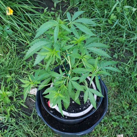 Papaya growlog timeline photo