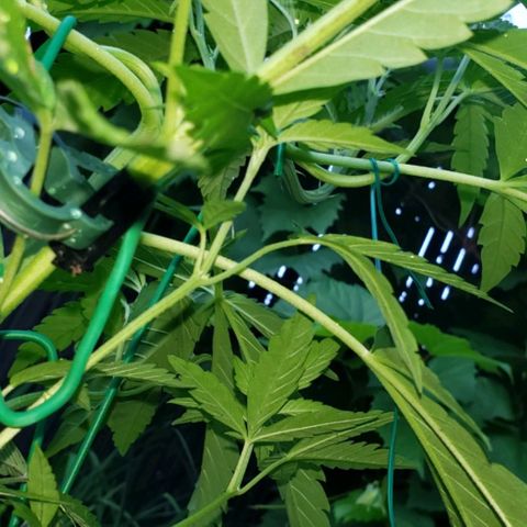 Papaya growlog timeline photo