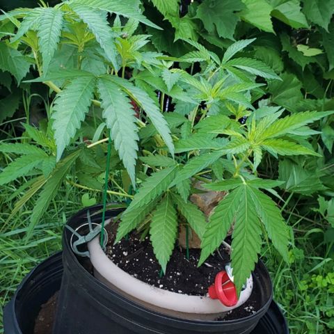 Papaya growlog timeline photo