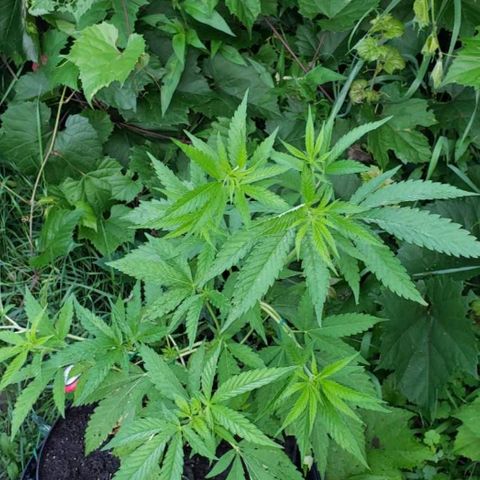 Papaya growlog timeline photo