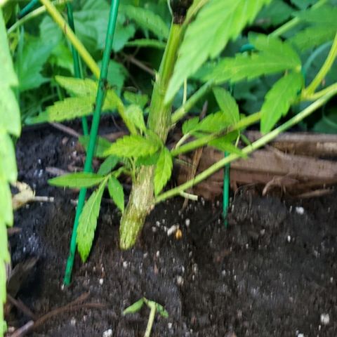 Papaya growlog timeline photo