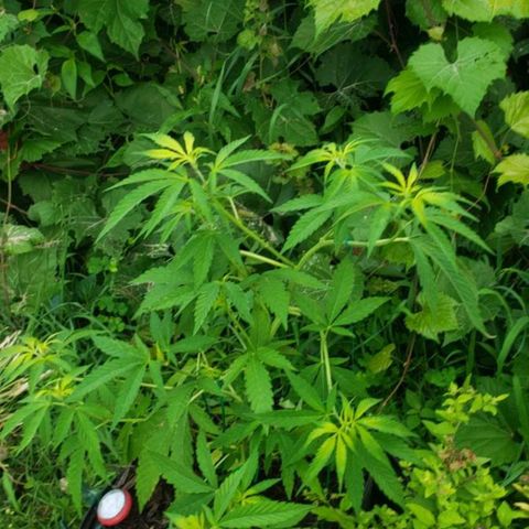 Papaya growlog timeline photo