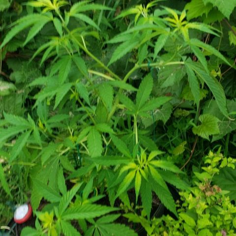 Papaya growlog timeline photo