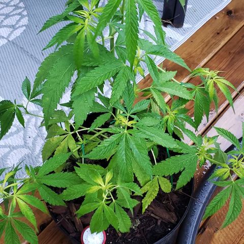 Papaya growlog photo: Sous abris cache de la pluie 