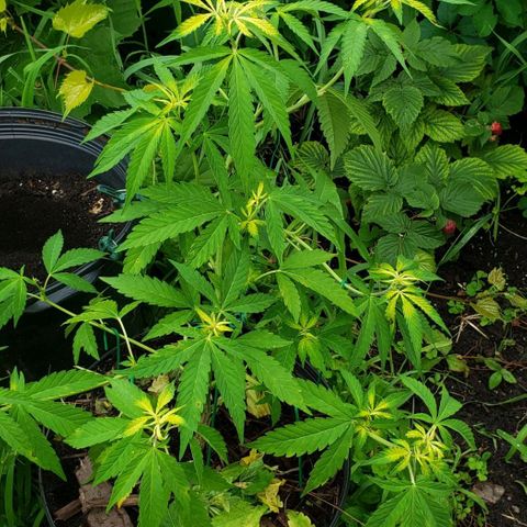 Papaya growlog timeline photo