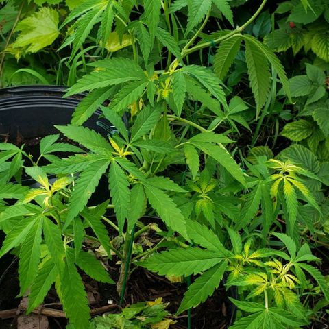 Papaya growlog timeline photo