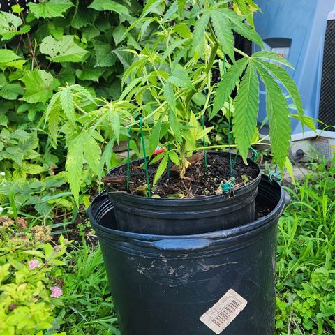 Papaya growlog timeline photo