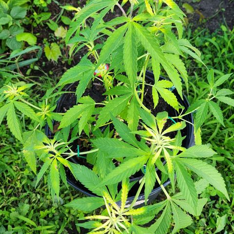 Papaya growlog timeline photo