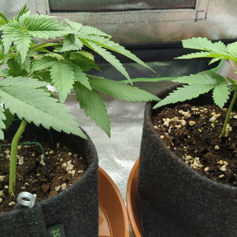 Jasmin growlog timeline photo