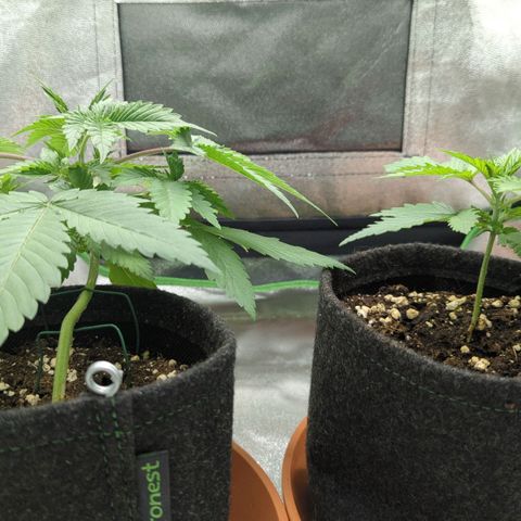 Jasmin growlog timeline photo