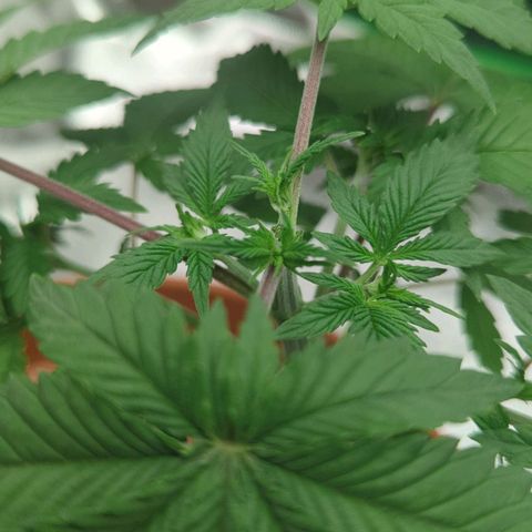 Jasmin growlog photo: Getrimmt 