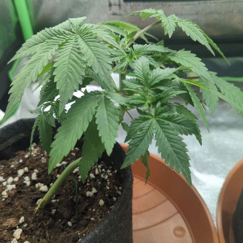Jasmin growlog photo: Und Blätter abgeschnitten 