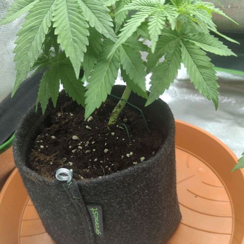 Jasmin growlog photo: Biobizz tabelle Stufe zwei gestern gegossen