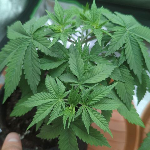 Jasmin growlog photo: Biobizz tabelle Stufe zwei gestern gegossen
