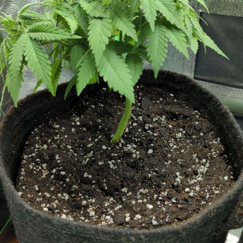 Jasmin growlog photo: In 11 Liter Topf getan