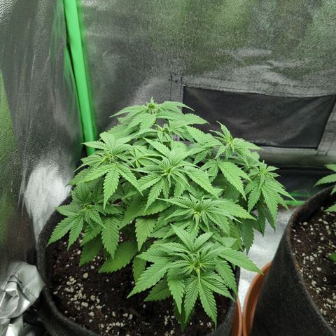 Jasmin growlog photo: Leider noch warten bezüglich LST. Umtopfen hat sie gestresst, deswegen auch Wachstumsstopp 