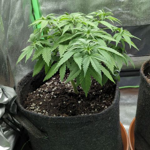 Jasmin growlog photo: Leider noch warten bezüglich LST. Umtopfen hat sie gestresst, deswegen auch Wachstumsstopp 