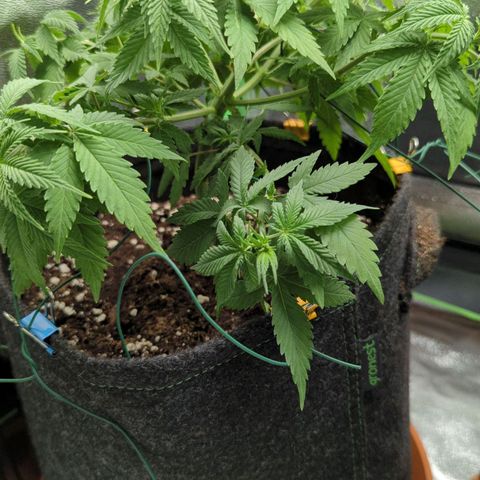 Jasmin growlog timeline photo