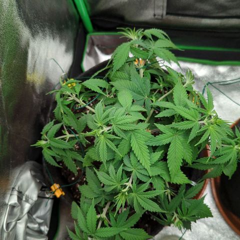 Jasmin growlog timeline photo