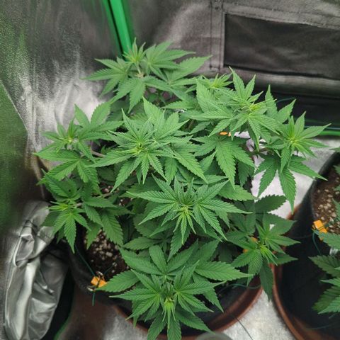 Jasmin growlog timeline photo