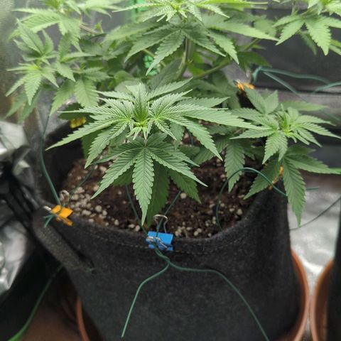 Jasmin growlog timeline photo
