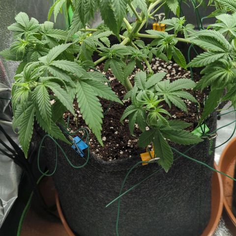 Jasmin growlog timeline photo