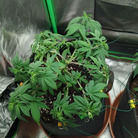 Jasmin growlog timeline photo