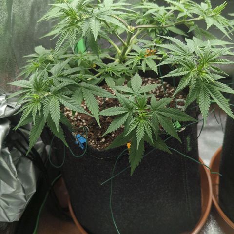 Jasmin growlog timeline photo