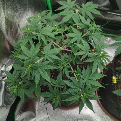 Jasmin growlog timeline photo