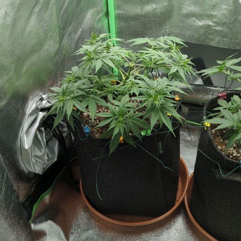 Jasmin growlog timeline photo