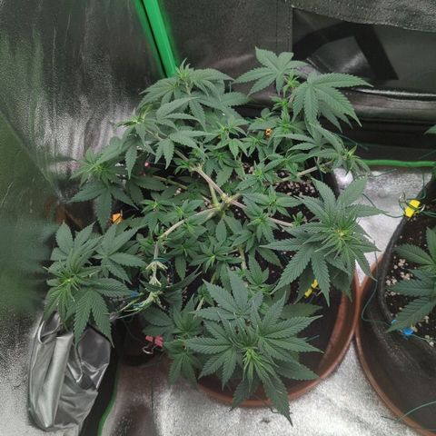 Jasmin growlog timeline photo