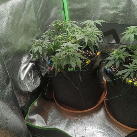 Jasmin growlog timeline photo