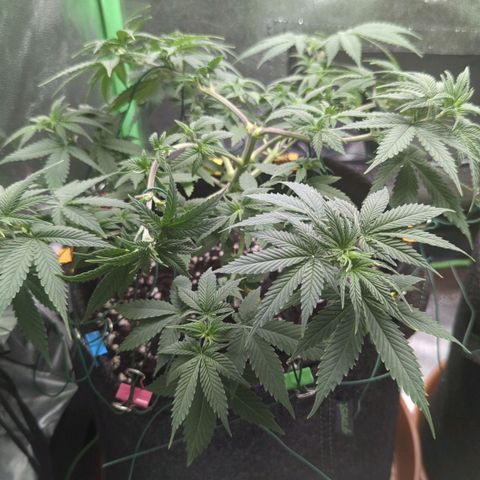Jasmin growlog timeline photo