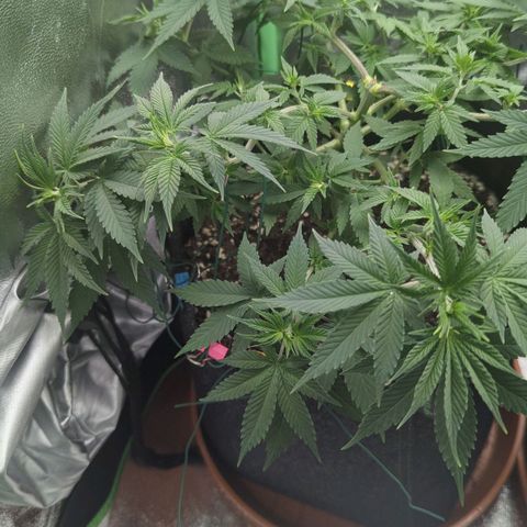 Jasmin growlog timeline photo