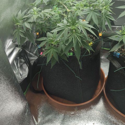 Jasmin growlog timeline photo