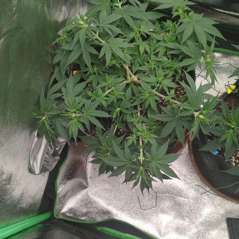 Jasmin growlog timeline photo