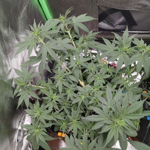 Jasmin growlog timeline photo
