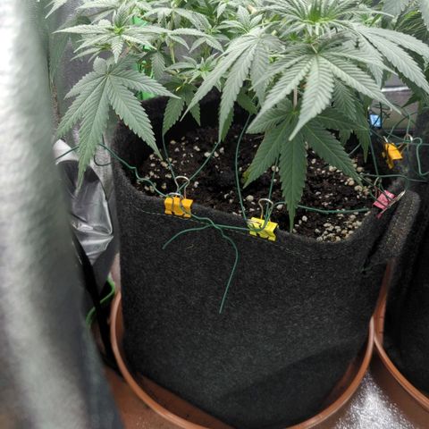 Jasmin growlog timeline photo