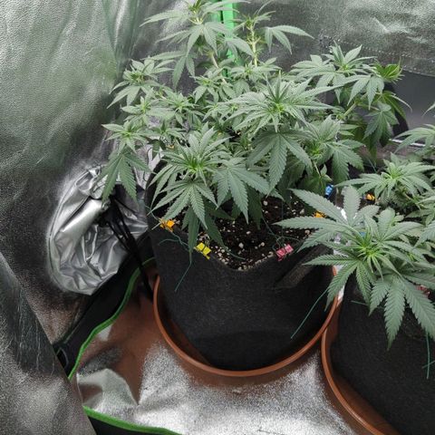 Jasmin growlog timeline photo