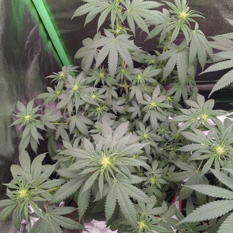 Jasmin growlog timeline photo