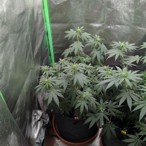 Jasmin growlog timeline photo