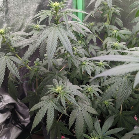 Jasmin growlog timeline photo