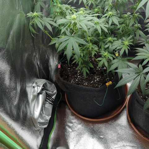 Jasmin growlog timeline photo