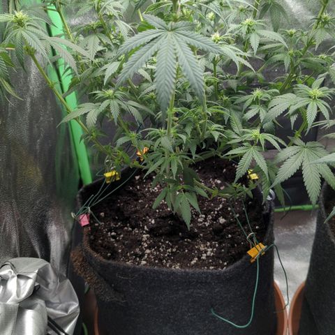 Jasmin growlog timeline photo