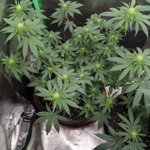 Jasmin growlog timeline photo